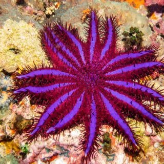 Extracto de estrella de mar